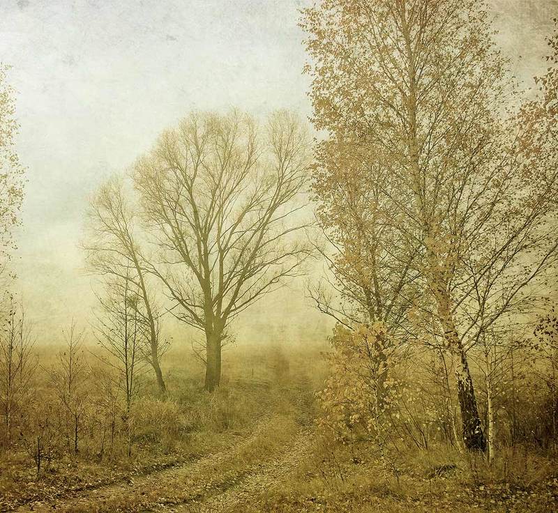 ...роняя последние листья...photo preview