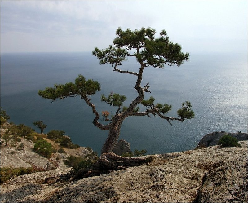 Одинокая соснаphoto preview