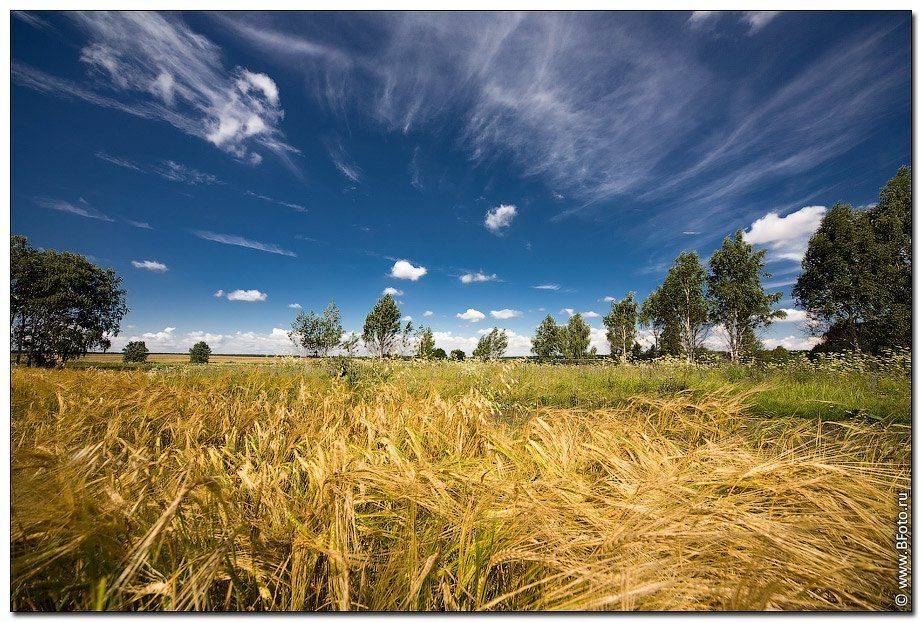 Ветер, ветерок. Автор: Алексей Строганов пейзаж, природа, поле, лето, Алексей Строганов