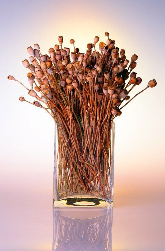 МАКИphoto preview