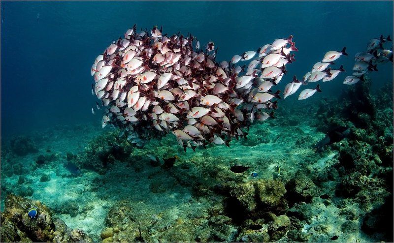 Мальдивы Очередьphoto preview