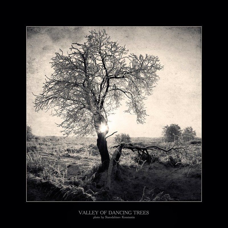 Valley of dancing trees... 2photo preview