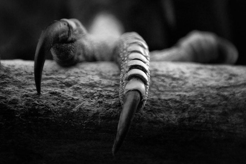 когти Clawsphoto preview