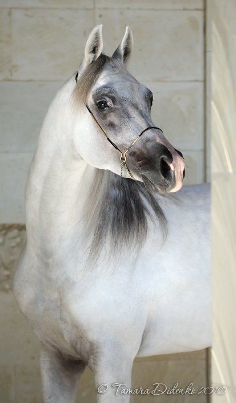 лошадь, мрамор ***photo preview