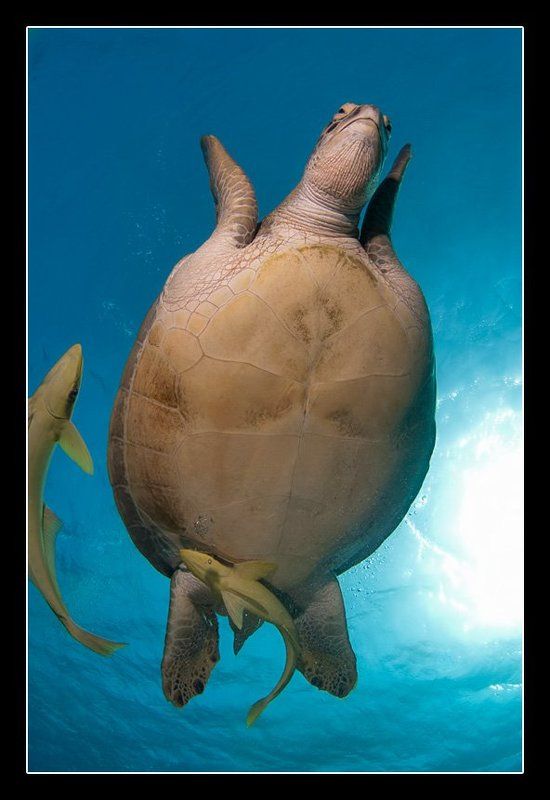 Балеринаphoto preview