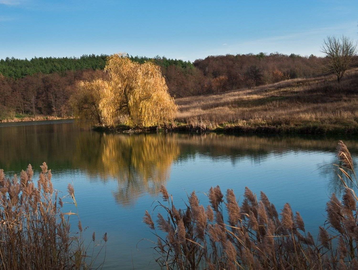Краски ноября... Автор: Elena озеро, ноябрь, небо, отражения, ива, Elena