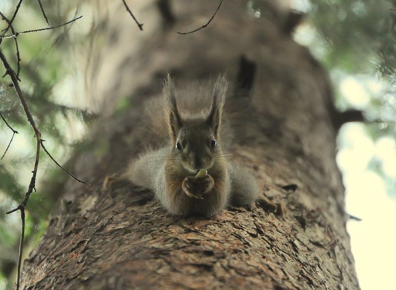 белка А ну-ка, отними!photo preview