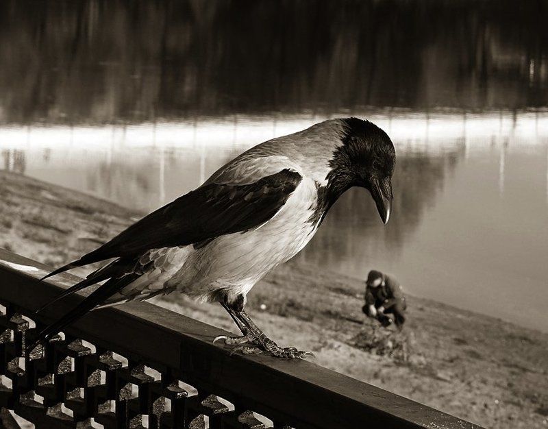 кто ты, птица?photo preview