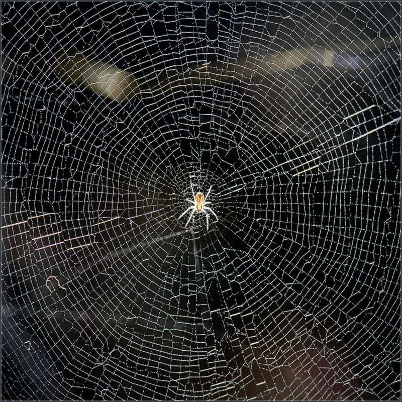 Центровойphoto preview