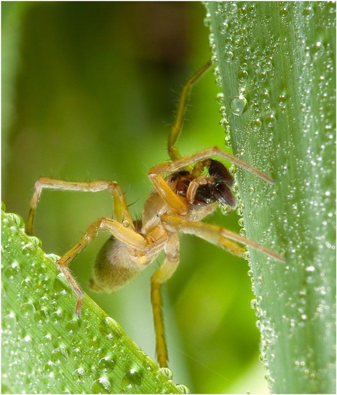 ловец бисераphoto preview