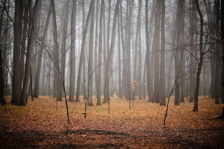 ****. Автор: Amarantine , Amarantine