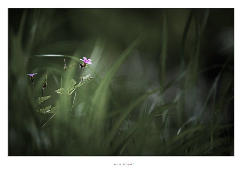 лето, цветок, природа ***photo preview