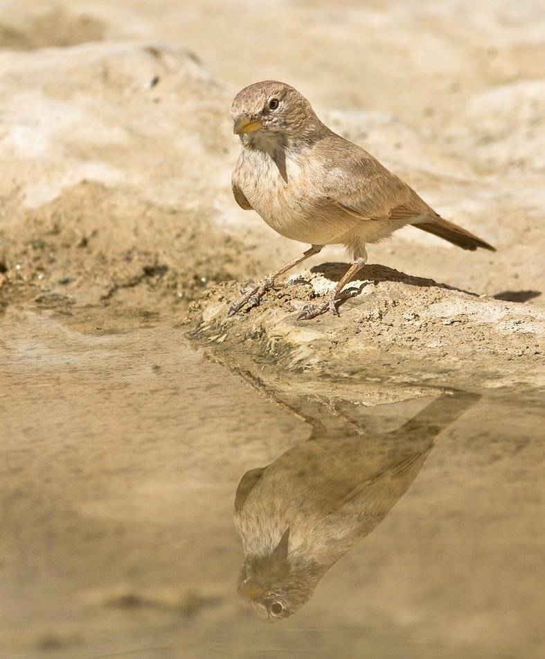 пустынный, жаворонок, Alena