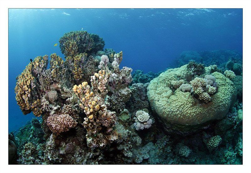 кораллы, риф, море Красноеphoto preview