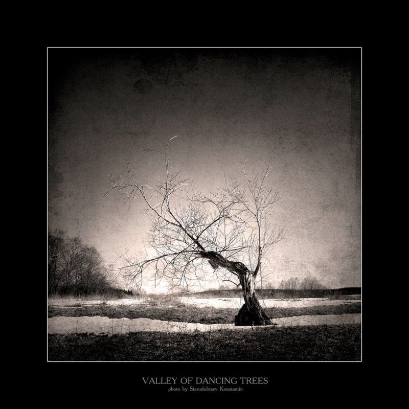 Valley of dancing trees... 3photo preview