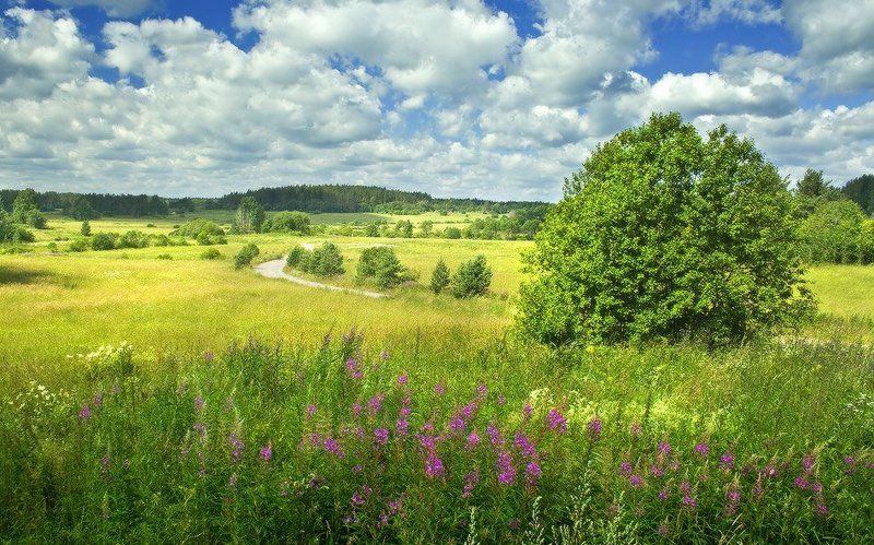 Июль в Приладожьеphoto preview