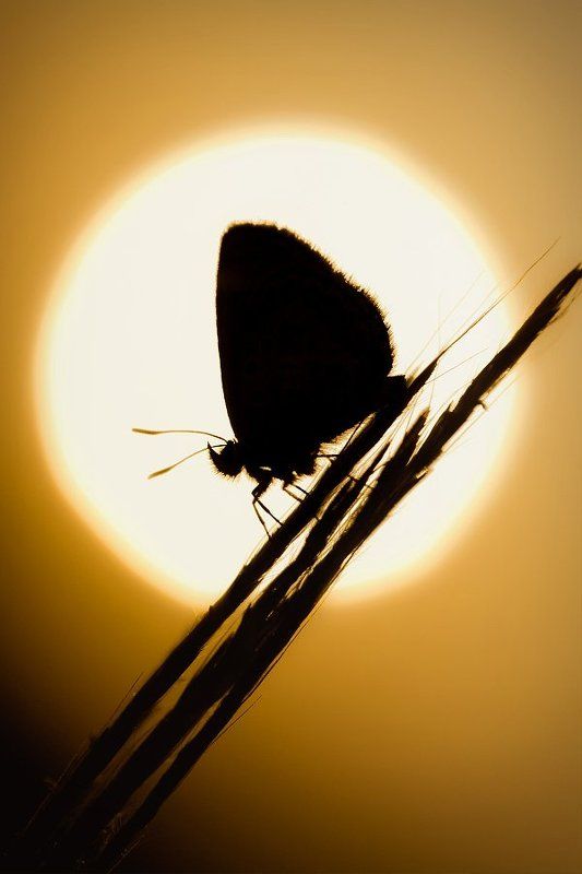 В огнеphoto preview