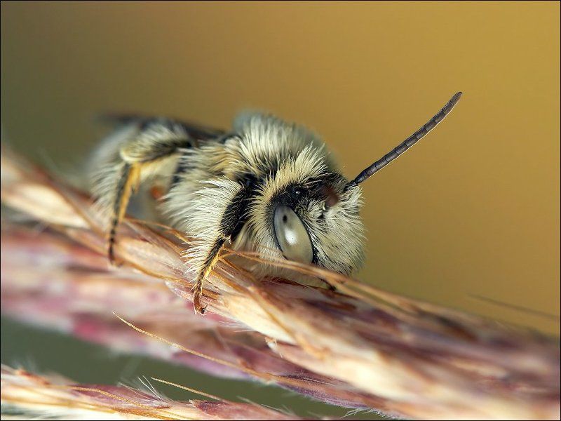 Подушку обнимая..photo preview