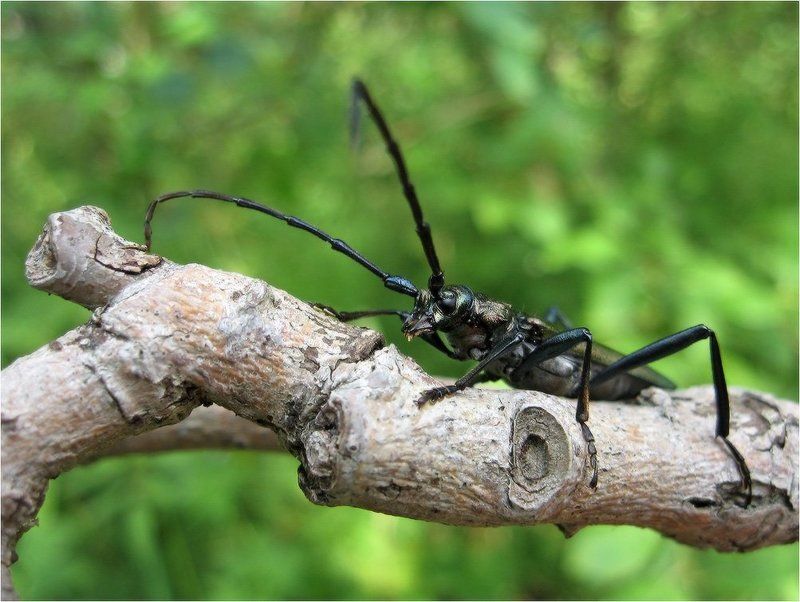 Гусарphoto preview