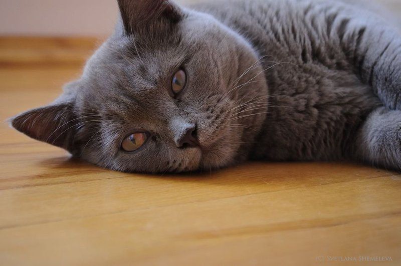 кошка, пол, лежит Sweet Dreamsphoto preview