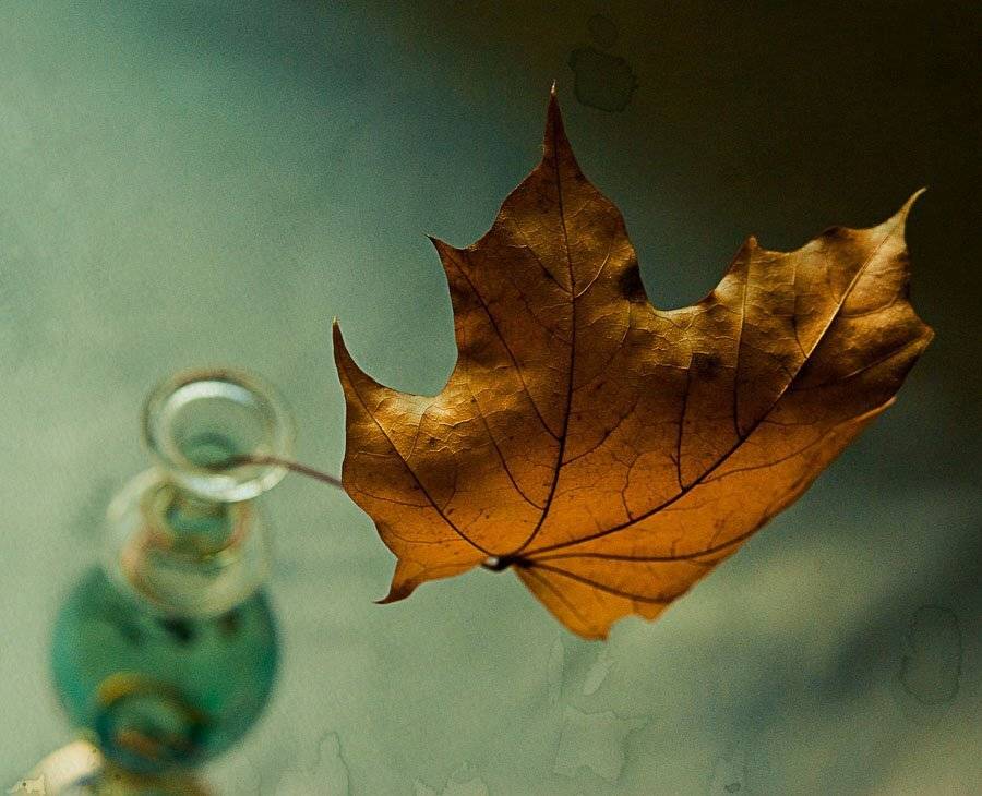 , Svetlana Bekyarova