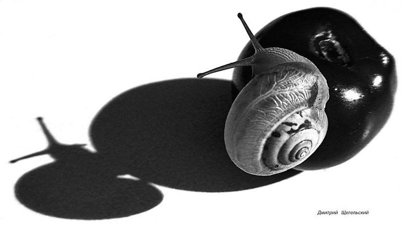 вишня, улитка, тень, макро Ты кто?photo preview