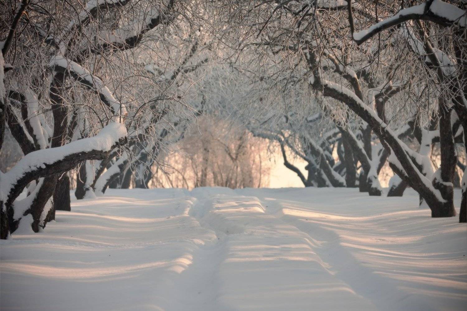 Дорога в зиму. Автор: locus зима, москва, коломенское, дорога, locus