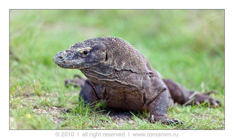 индонезия, комоды, ринча, варан Слюнявчикphoto preview