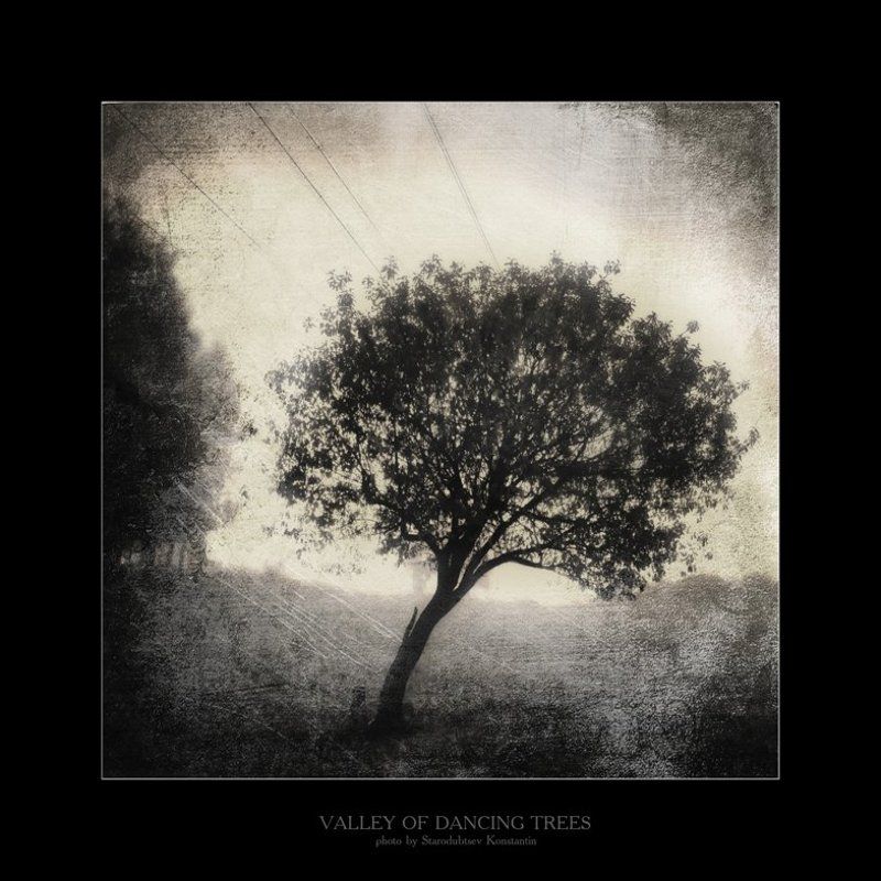 Valley of dancing trees... 5photo preview