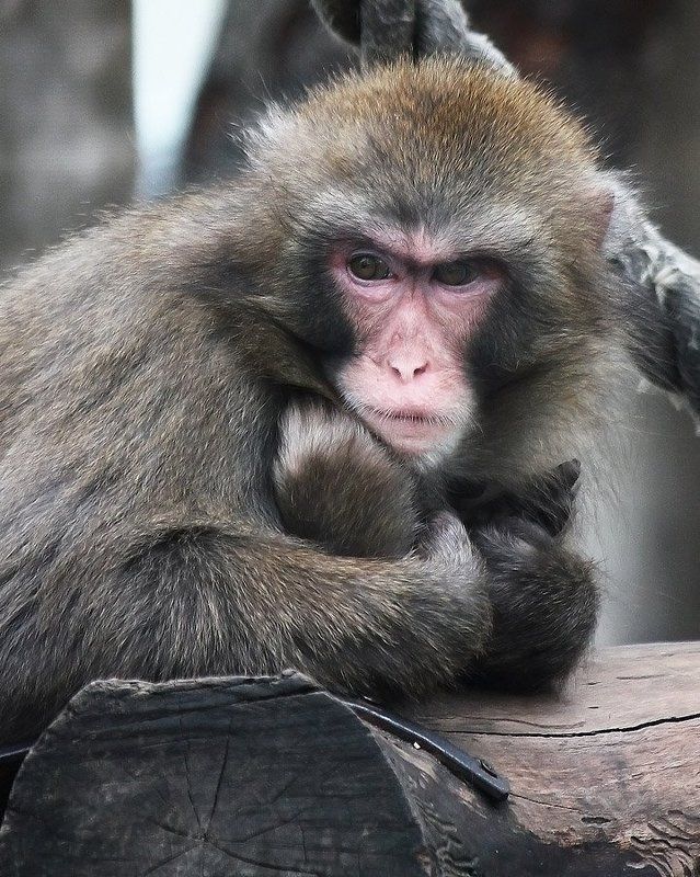 Задумался...photo preview