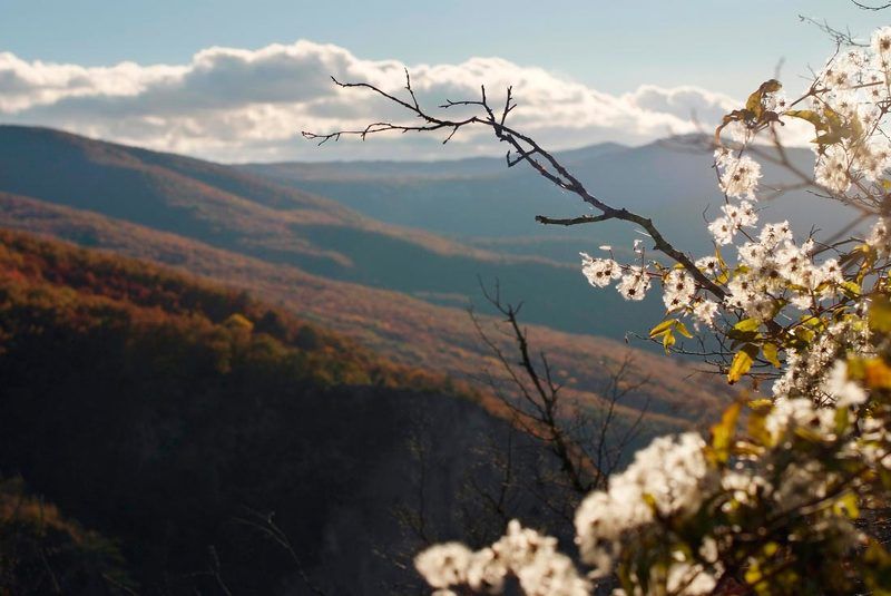 японские мотивыphoto preview