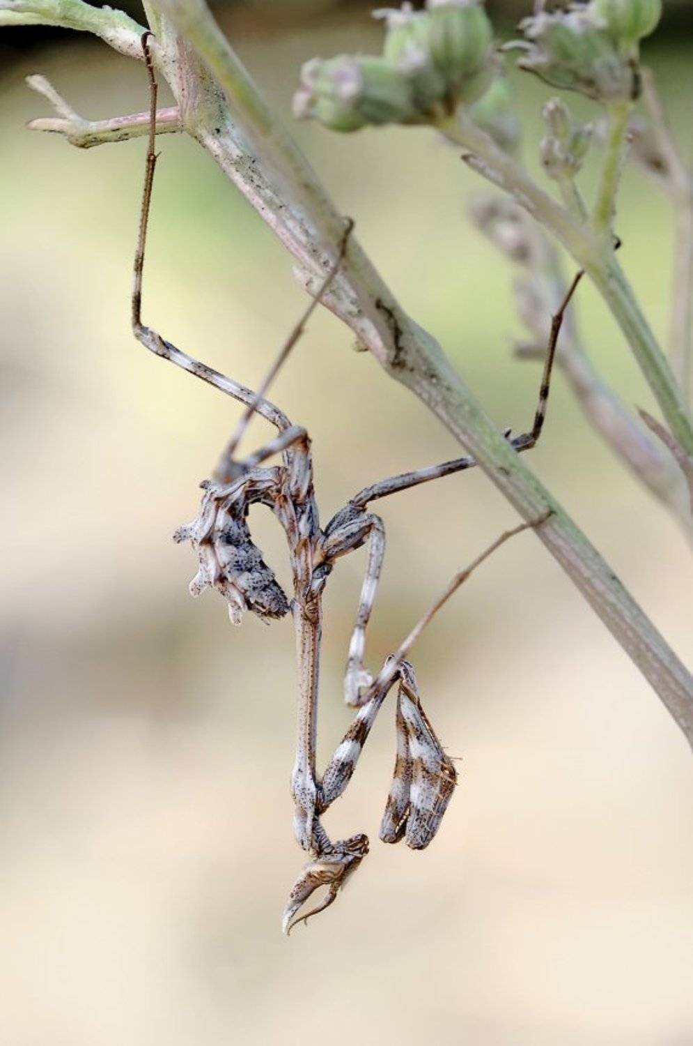 Эмпуза.. Автор: Курочкин Валерий , Курочкин Валерий