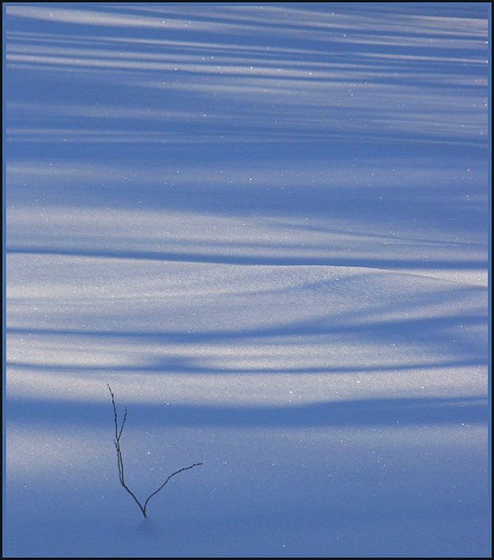 холод кустикphoto preview