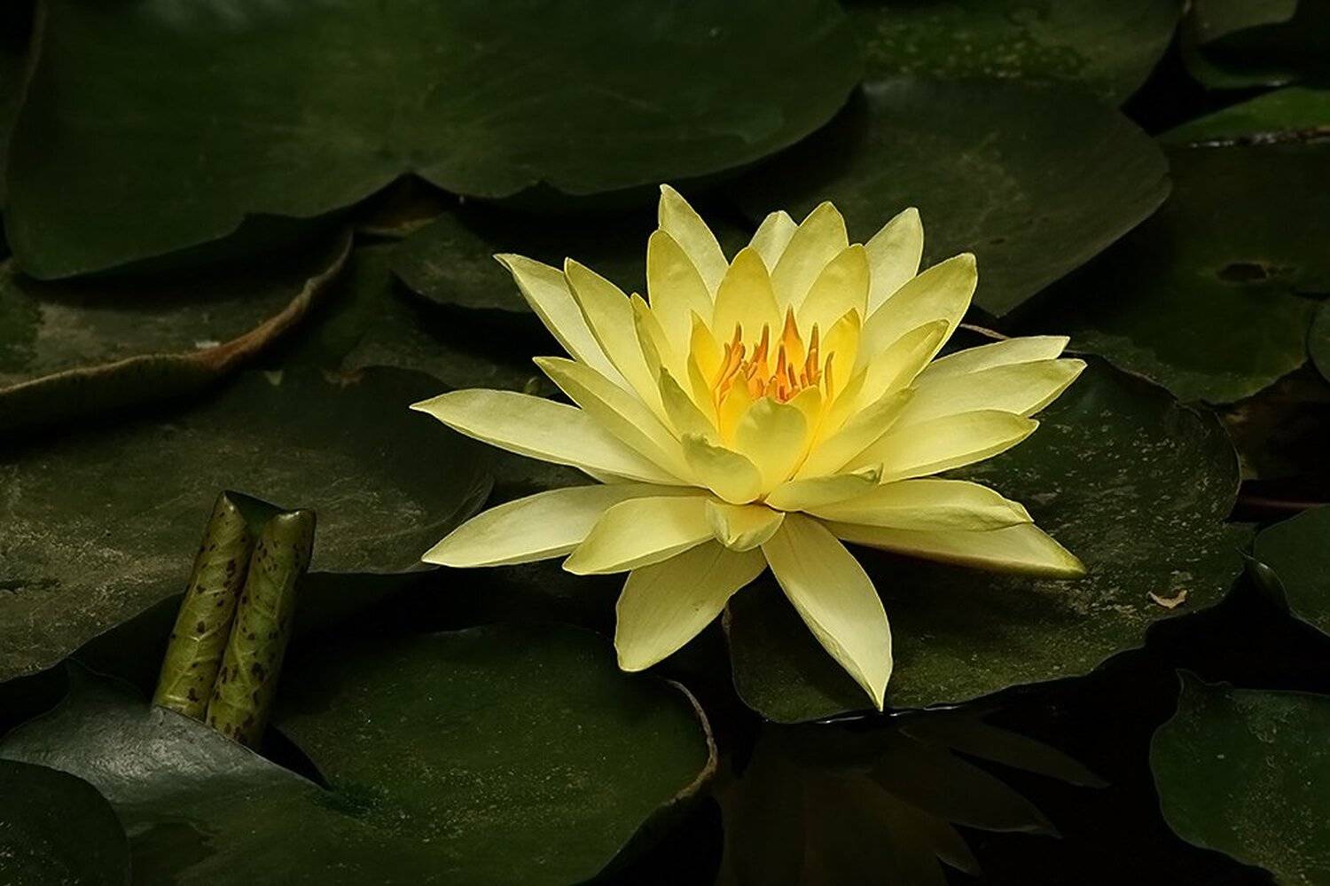 природа, парк, цветы, Svetlana Karnauh Карнаух