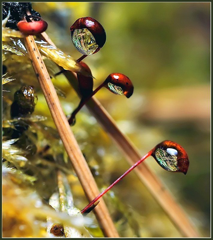 Глаза в другой мир.photo preview