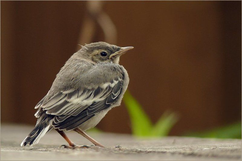 Нахохлилсяphoto preview