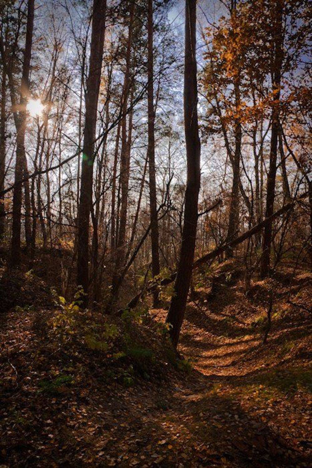 темно-рыжая. Автор: Kovalchuk_VO , Kovalchuk_VO