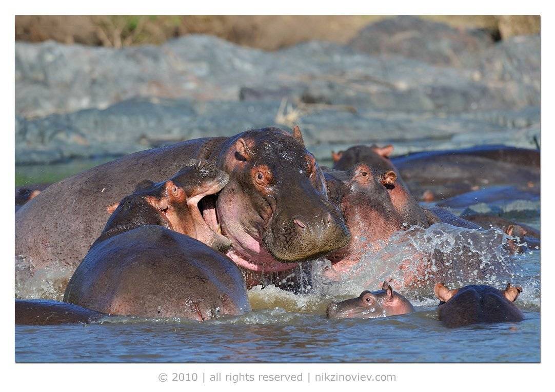бегемот, дикие животные, вода, африка, саванна, серенгети, танзания, Николай Зиновьев
