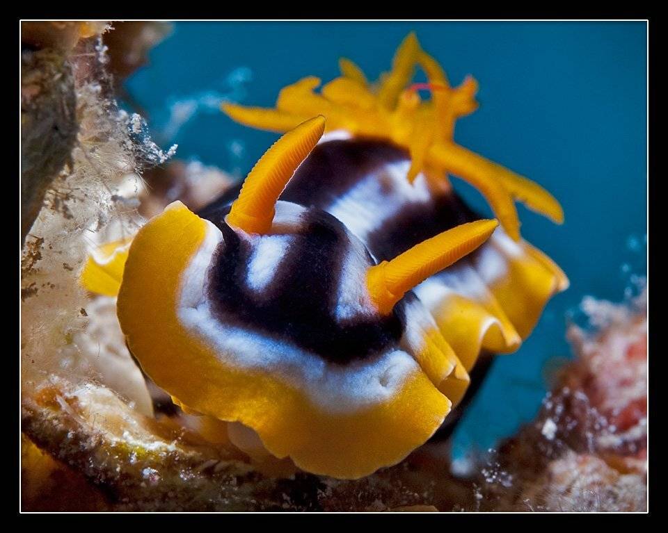 Голожаберный.... Автор: Дмитрий голожаберный, моллюск, пижама, Дмитрий