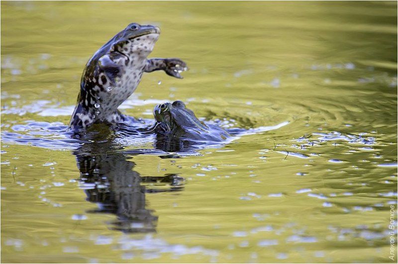 озёрные лягушки, дуэль самцов, rana ridibunda Стиль бешеного кроликаphoto preview