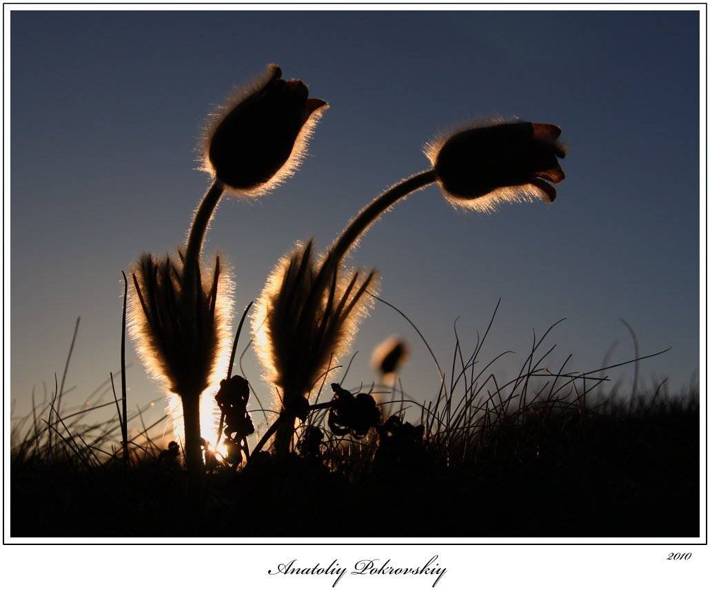 , Анатолий Покровский