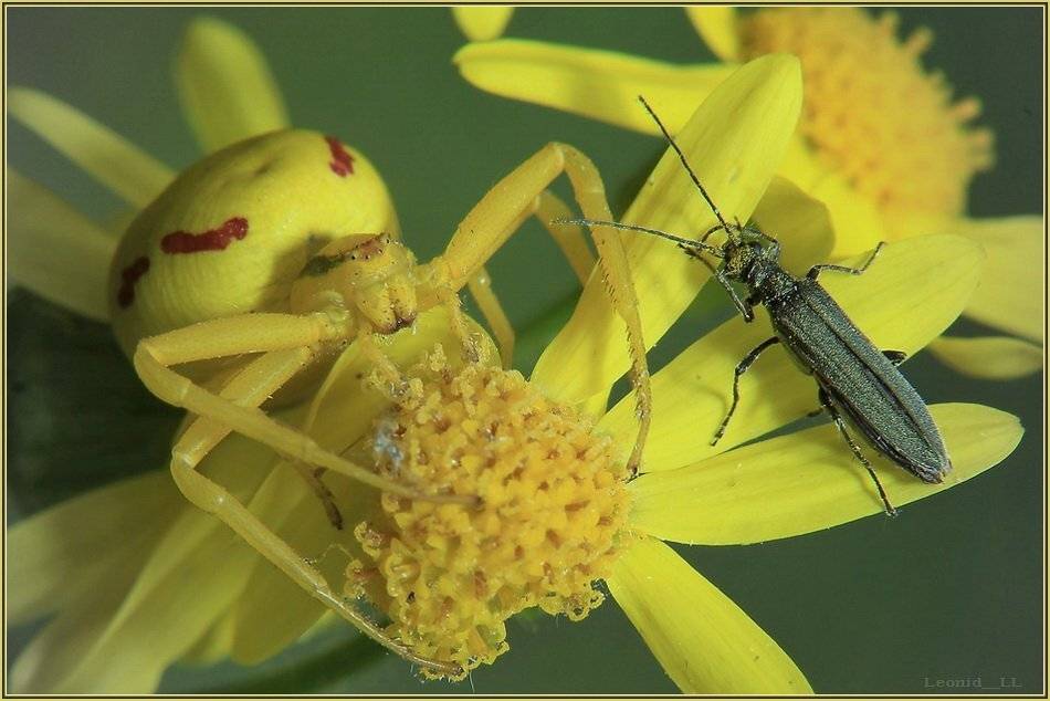 встреча. Автор: Леонид , Леонид