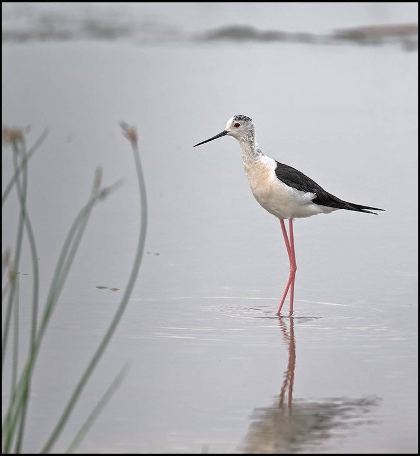 птица,ходулочник,фотоохота, Ravilin