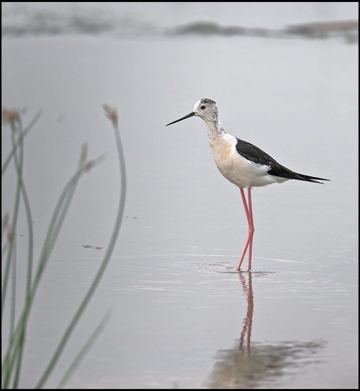 птица,ходулочник,фотоохота Красоткаphoto preview