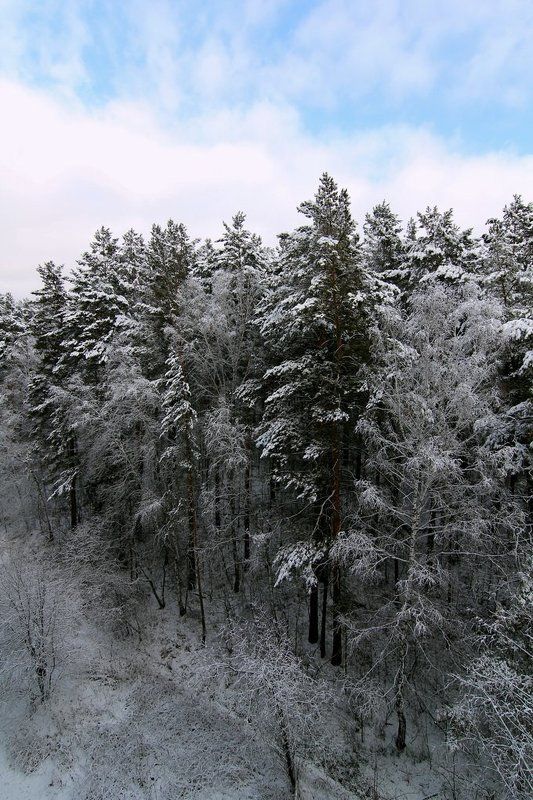 Там где живут белки...Первый снег...Пришла зима...photo preview