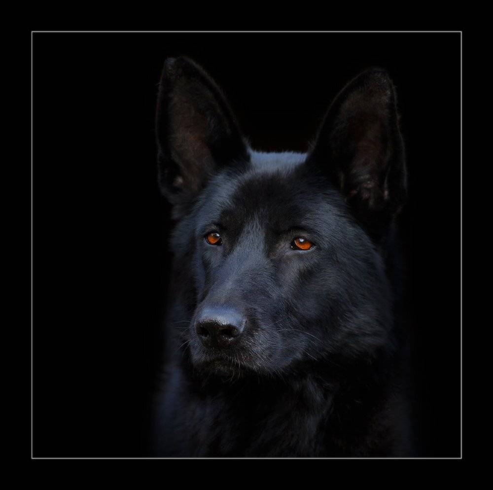 овчарка, Петриченко Валерий