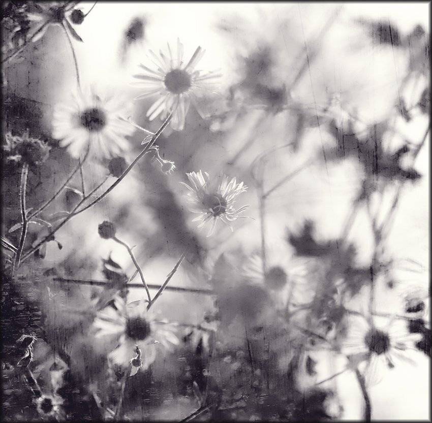 Автор: Лана Тополева , Лана Тополева