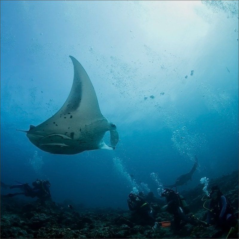 это_не_передать_словами Морские дьяволыphoto preview