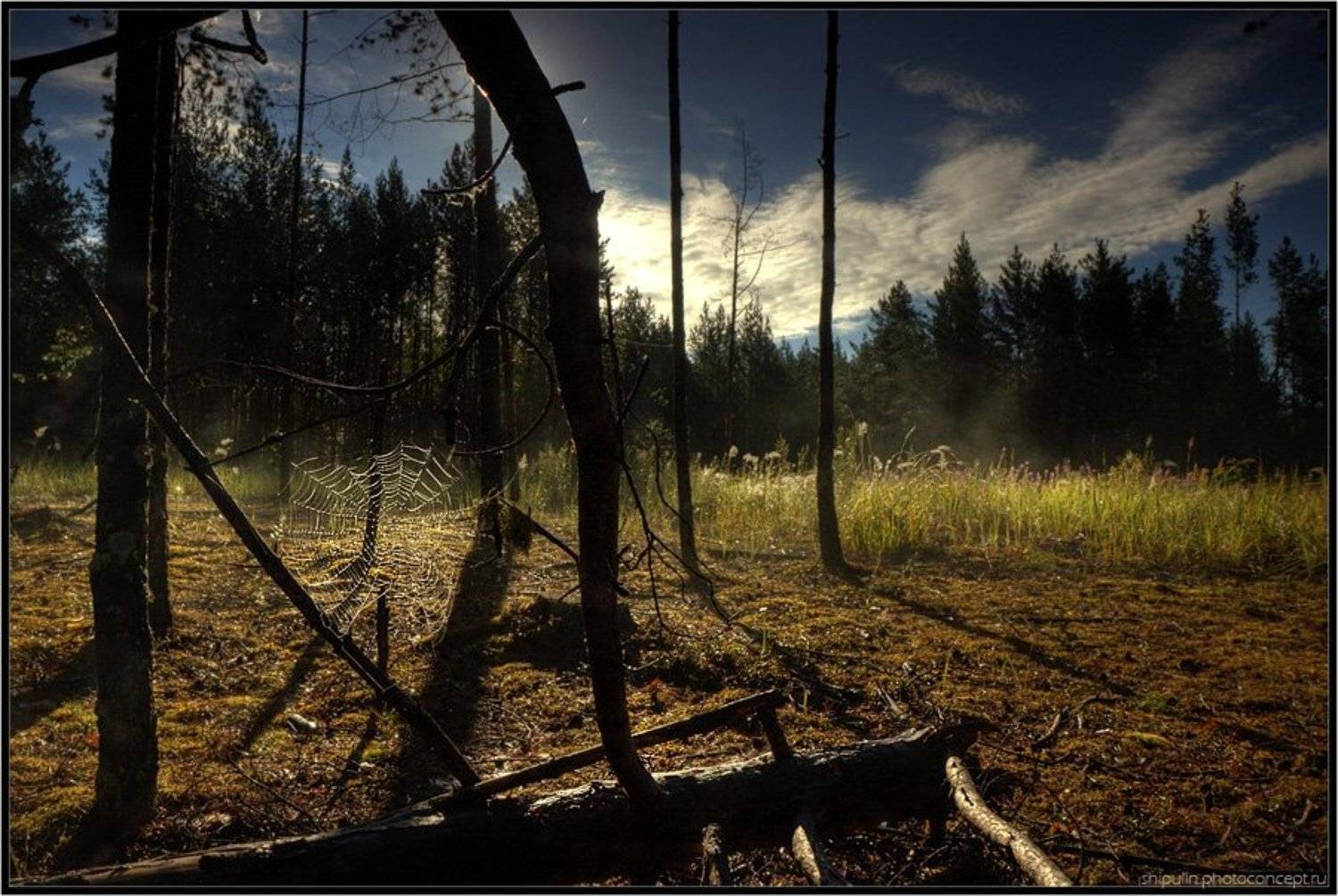 утро,лес,пайтина,туман,владимир,шипулин, Vladim_Shipulin