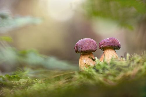 Сладкая парочка